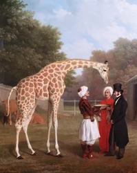 Nubian Giraffe